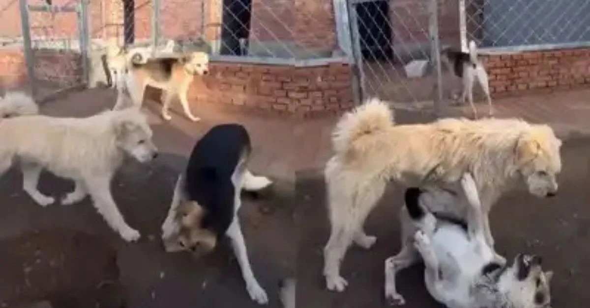 Charles alpha dog